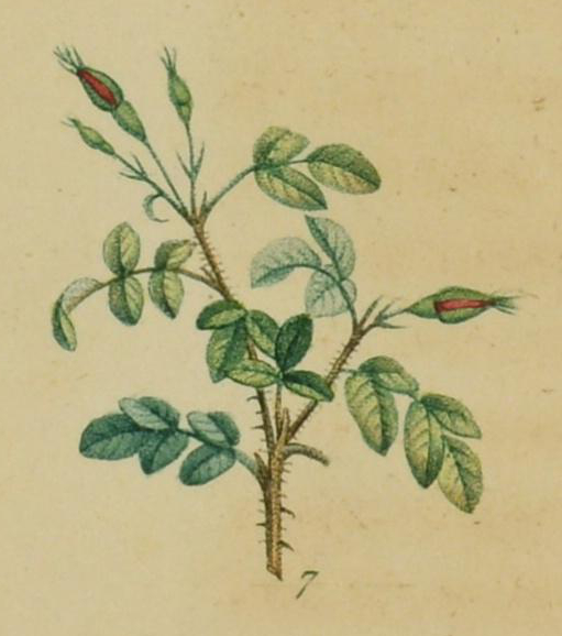 Illustration of a sprig of rose with two red buds.